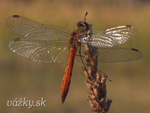 Sympetrum depressiusculum